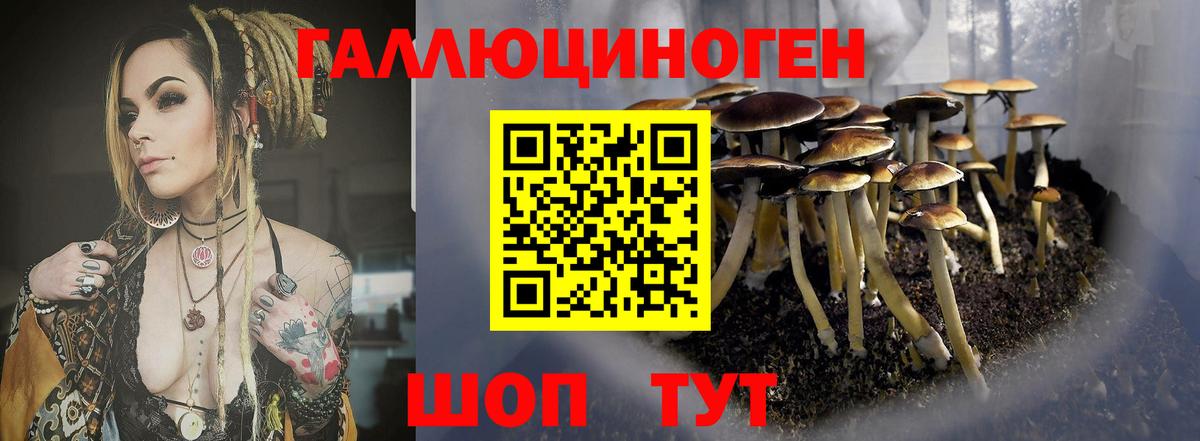 Псилоцибиновые грибы Psilocybe  купить наркотики цена  Пушкино  Вход с VPN 